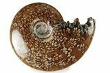Polished Ammonite (Cleoniceras) Fossil - Madagascar #358462-1